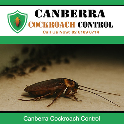 Professional cockroach pest control services in Canberra