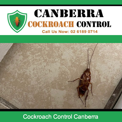 Cockroach control specialists treating residential cockroach infestations in Canberra